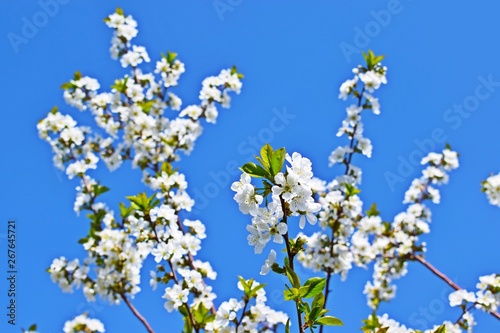 Beautiful cherry blossoms in the garden.