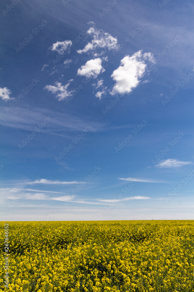 Obraz premium Blüten auf dem Feld