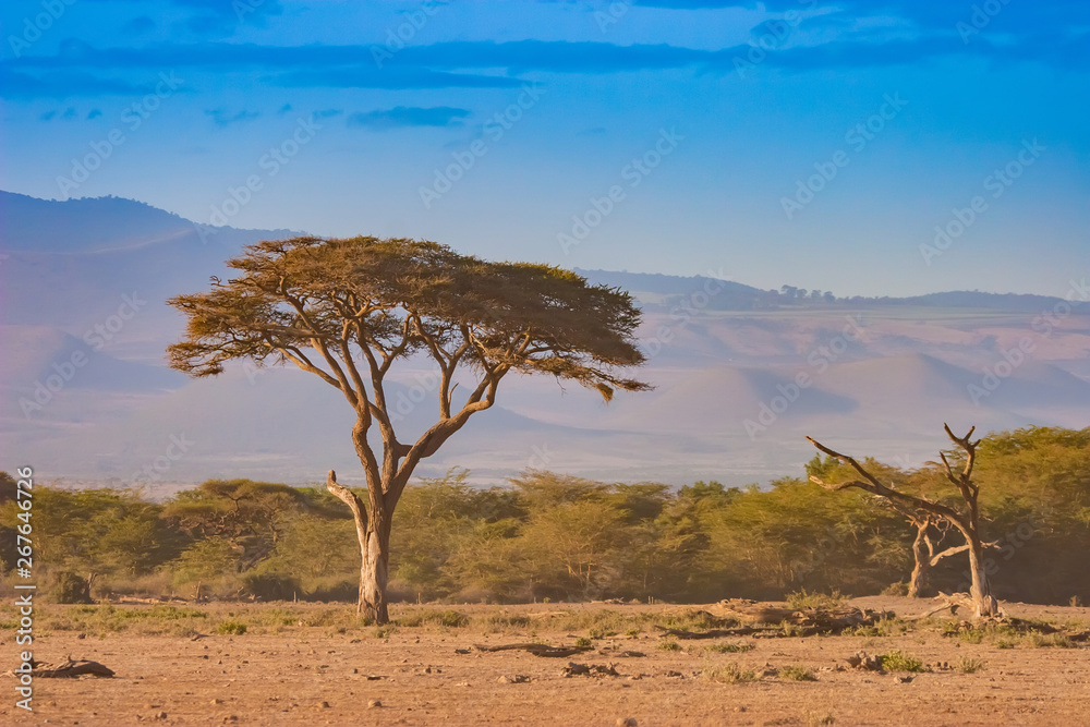Types Of Trees In Kenya At Vaughn Gurule Blog