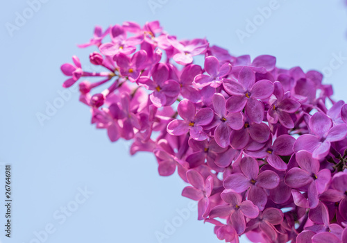 Lilac Flowers on Blue Sky