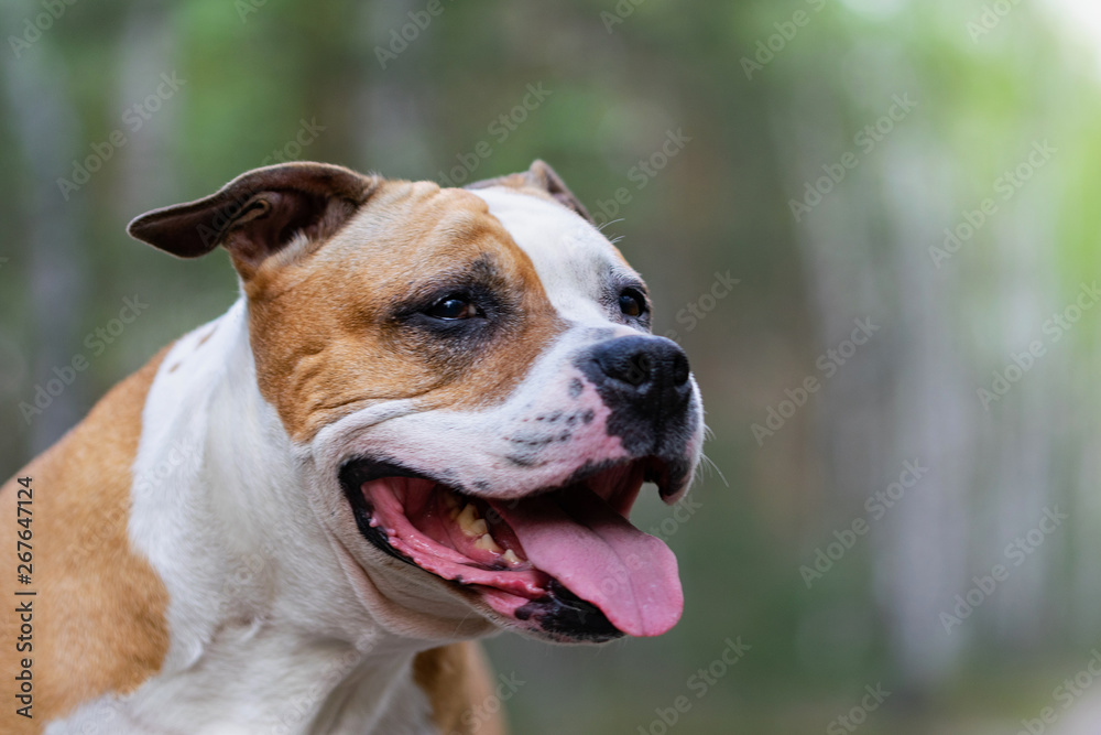 Portrait of White-brown dog on a green lawn in the forest.