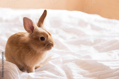 Cute red rabbit on a white background. Decorative rabbit on the bed. Little ginger rabbit. Easter bunny.
