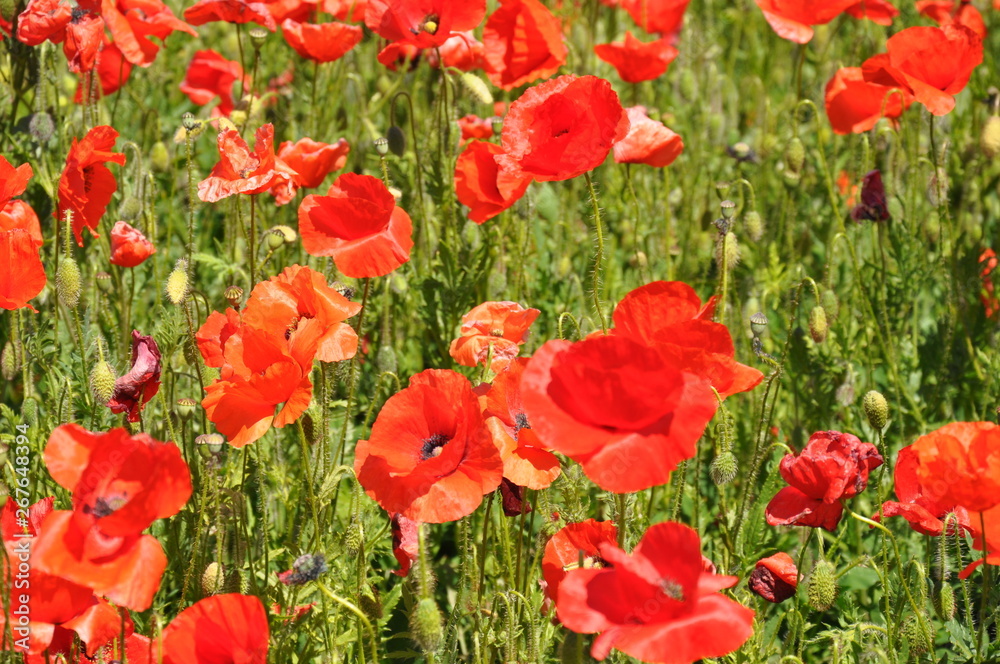 campo tulipani campo tulipani