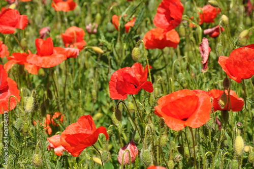 campo tulipani