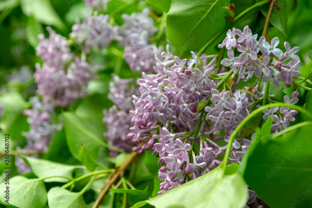 View blooming lilac bush. Light violet syringa. View blooming lilac bush. Light violet syringa.