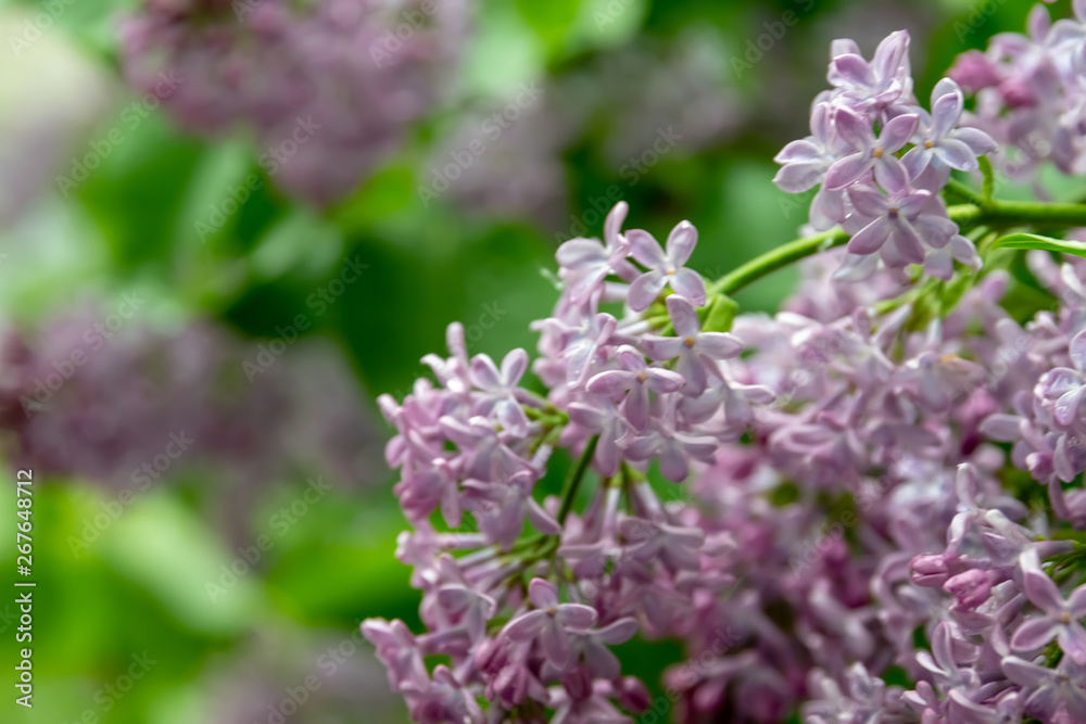 View blooming lilac bush. Light violet syringa. View blooming lilac bush. Light violet syringa.