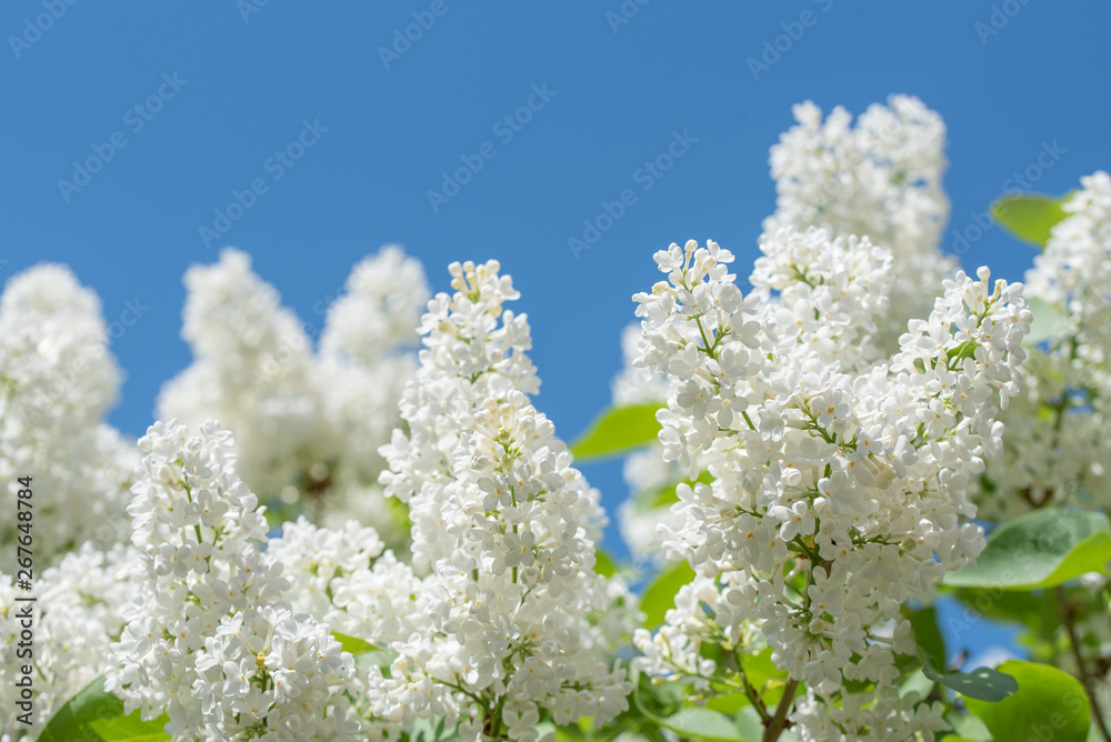 White Lilacs Branch White Lilacs Branch