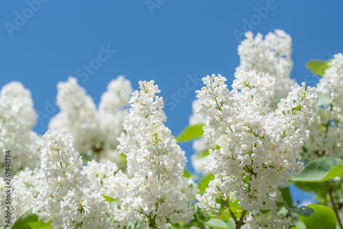 White Lilacs Branch