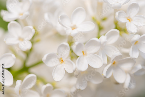 White Lilac Flowers Background