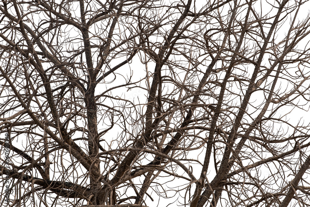 Dead branches , Silhouette dead tree or dry tree on white background with clipping path. Dead branches , Silhouette dead tree or dry tree on white background with clipping path.