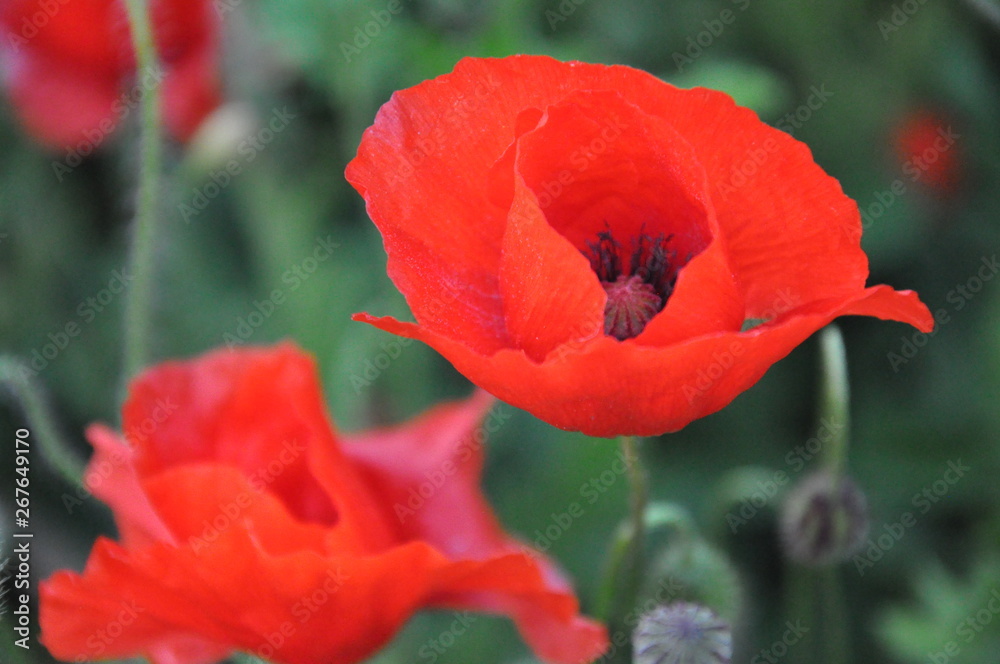 Naklejka premium campo tulipani