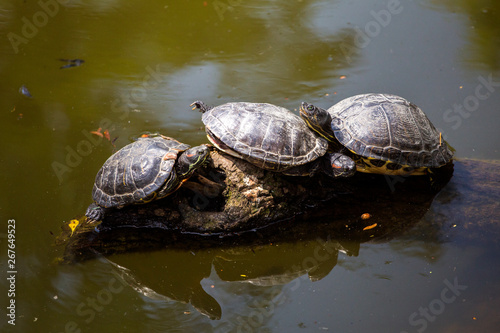 Turtles on tree in Zagreb ZOO