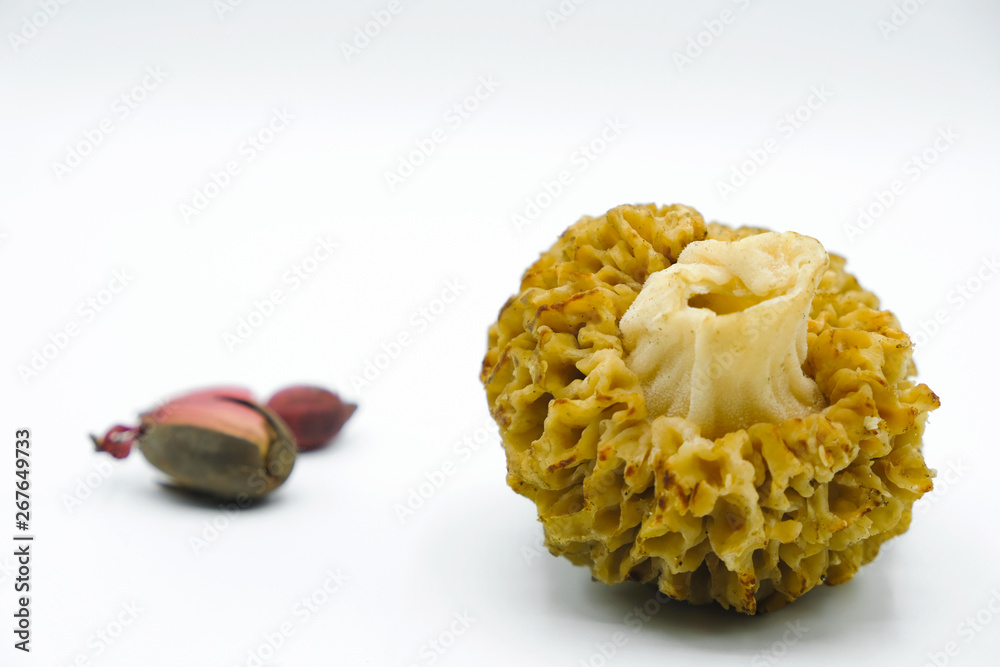 Ascomycetes and acorns are isolated on a white background. Copy space. Mushroom close up. Ascomycetes and acorns are isolated on a white background. Copy space. Mushroom close up.
