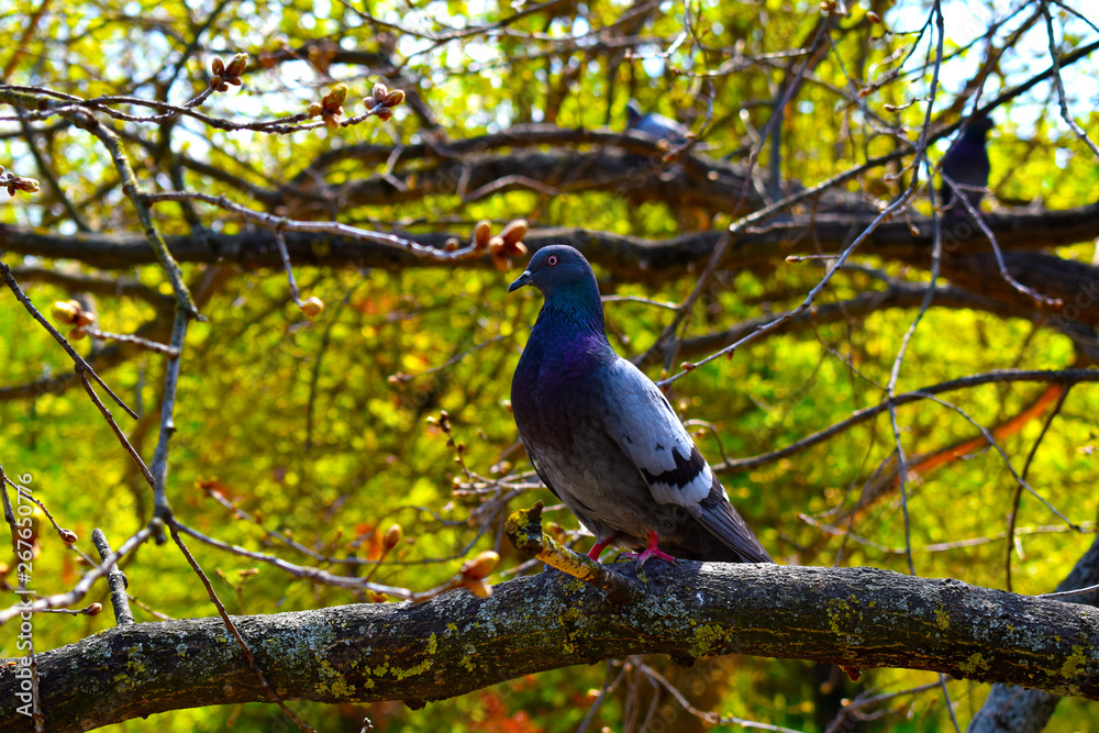 blue bird on a branch