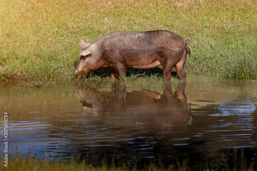 Iberian pigs taking a mud bath