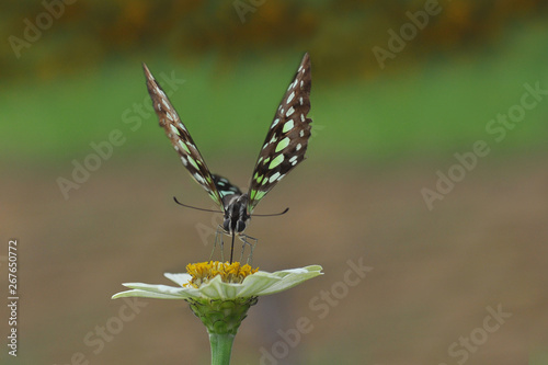 butterfly on zinnia flower with blur bokeh background