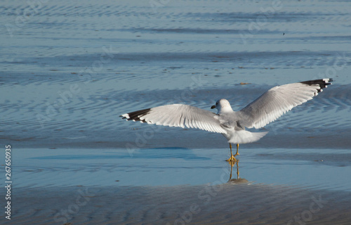 Seagull on the Beach by the ocean