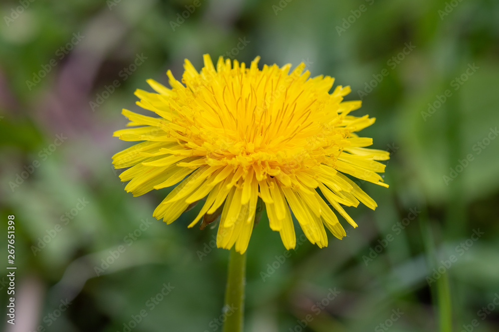 Yellow dandelion flowers in nature on meadow. Dandelions field on spring sunny day. Blooming dandelion on green background. Yellow dandelion flowers in nature on meadow. Dandelions field on spring sunny day. Blooming dandelion on green background.