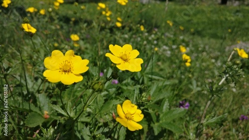 Mountain yellow flowers