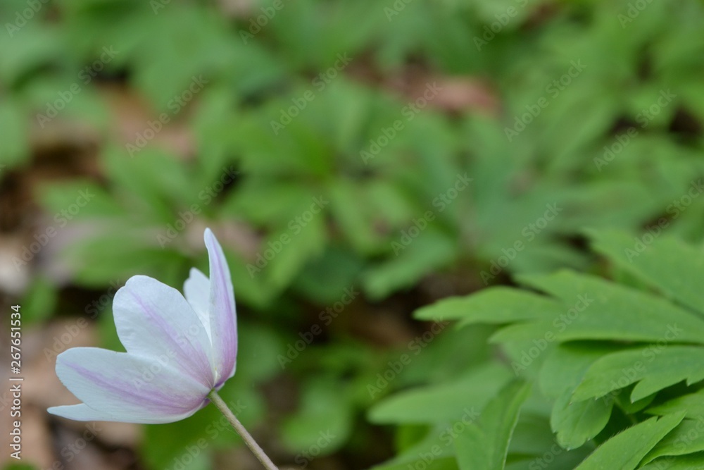 Closeup photograph of the back an anemone nemorosa flower. The flower is positioned in the lower left corner. Closeup photograph of the back an anemone nemorosa flower. The flower is positioned in the lower left corner.