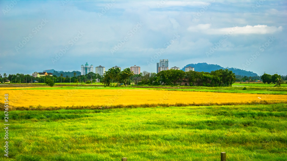 Yellow and green paddy field with blue sky.
