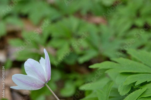 Closeup photograph of the back an anemone nemorosa flower. The flower is positioned in the lower left corner.