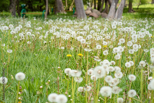 Fluffy dandelions in nature on meadow. Beautiful dandelion flowers in spring on field.