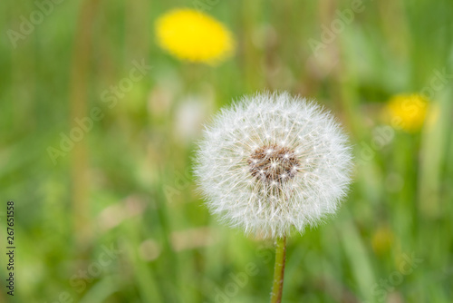 Fluffy white dandelion flower with seeds in nature on meadow. Dandelions field on spring sunny day. Blooming dandelion on green background. © DenisNata