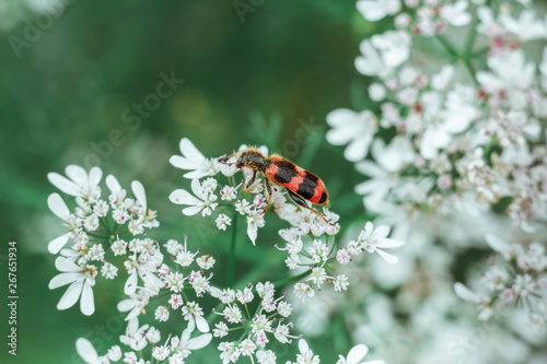 A red black striped fluffy beetle sits on a white flower on a green blurred background. Trichodes or bee beetle. Poisonous plant dog-parsley. Insects are predators, macro. photo