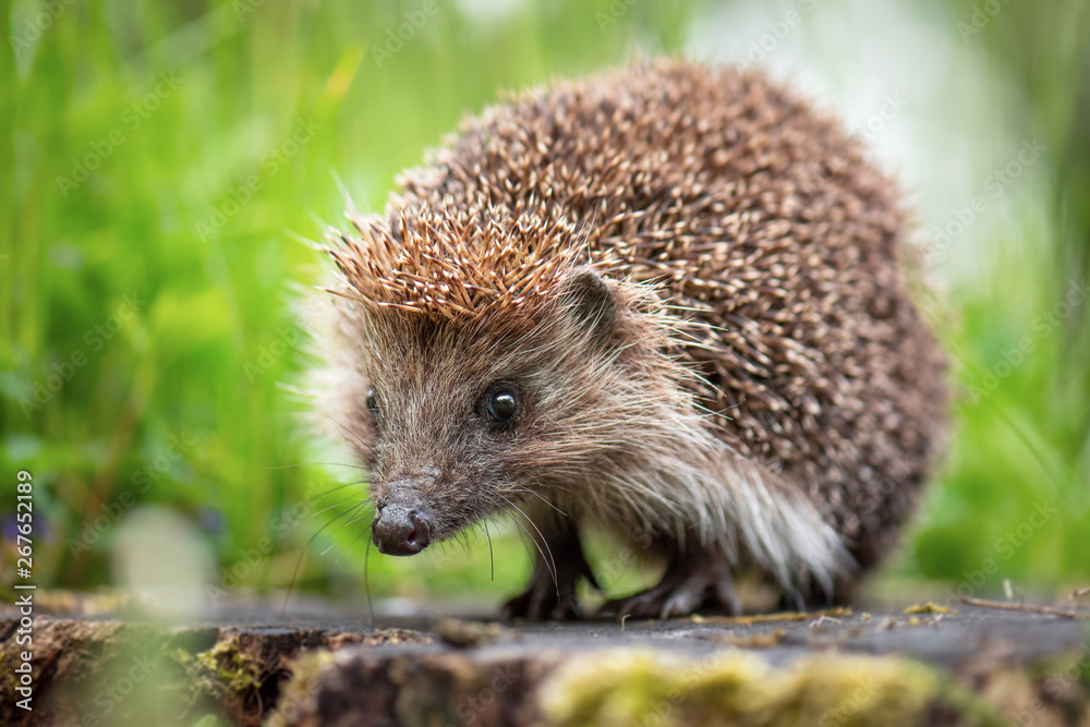Cute common hedgehog on a stump in spring or summer forest during dawn. Young beautiful hedgehog in natural habitat outdoors in the nature. Cute common hedgehog on a stump in spring or summer forest during dawn. Young beautiful hedgehog in natural habitat outdoors in the nature.