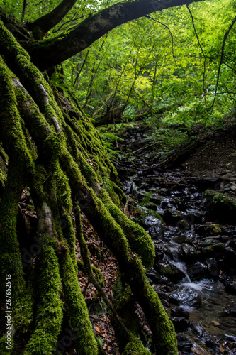Tree with green moss on roots near the creek in a green forest