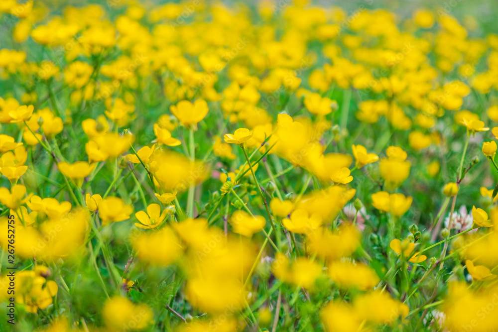 blooming flower in spring, buttercup, crowfoot blooming flower in spring, buttercup, crowfoot