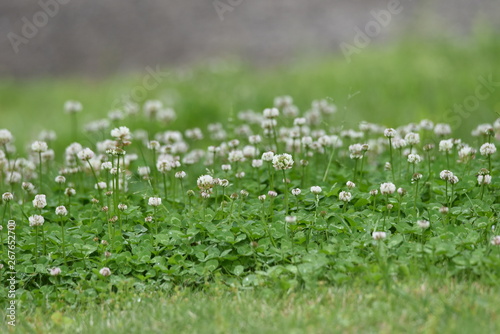 White clover   Trifolium repens