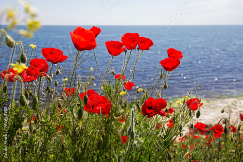 Blooming red poppy flowers against blue seawater.