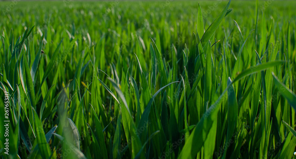 Fototapeta premium Green grass timothy-grass on a white background
