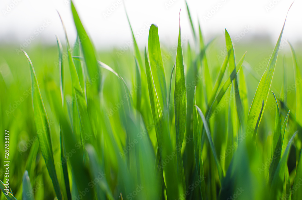 Green grass timothy-grass on a white background Green grass timothy-grass on a white background