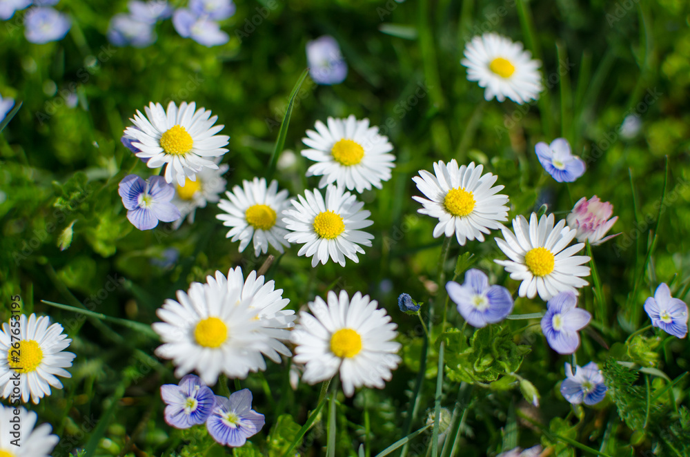 Soft white daisies bloom in summer Soft white daisies bloom in summer
