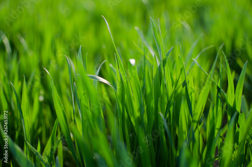 Green grass timothy-grass on a white background