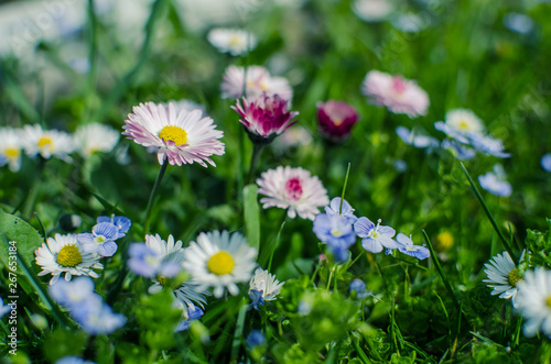 Fototapeta Naklejka Na Ścianę i Meble -  Soft white daisies bloom in summer