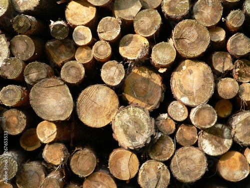 Holzstamm   Log               