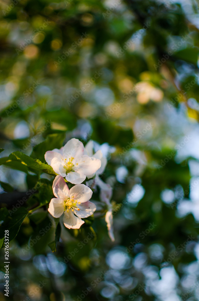 Pink delicate and fragrant apple blossoms in spring Pink delicate and fragrant apple blossoms in spring