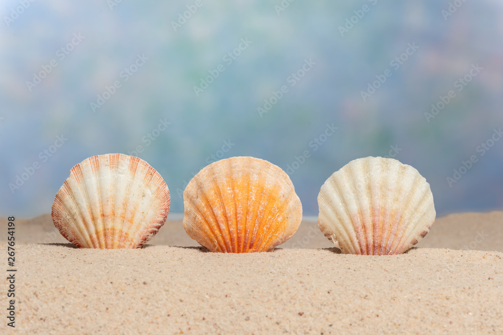 Three Sea Shells With Copy Space - obrazy, fototapety, plakaty 