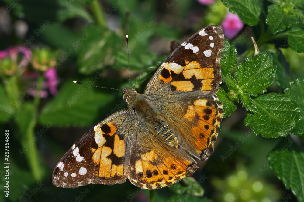 Thorn Butterfly ; Vanessa cardui Thorn Butterfly ; Vanessa cardui