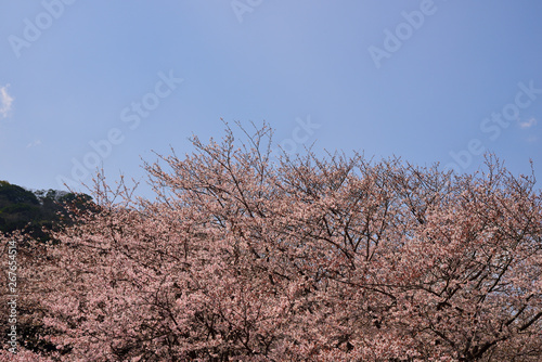 【神奈川】横須賀 走水水源地の桜