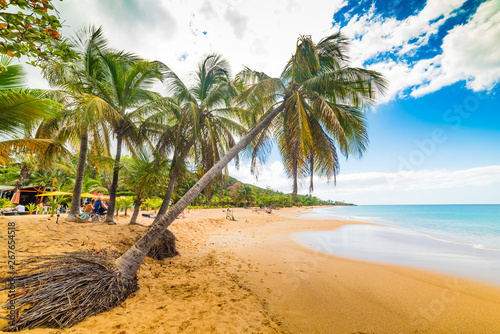 Golden sand and palm trees in La Perle beach in Guadeloupe photo