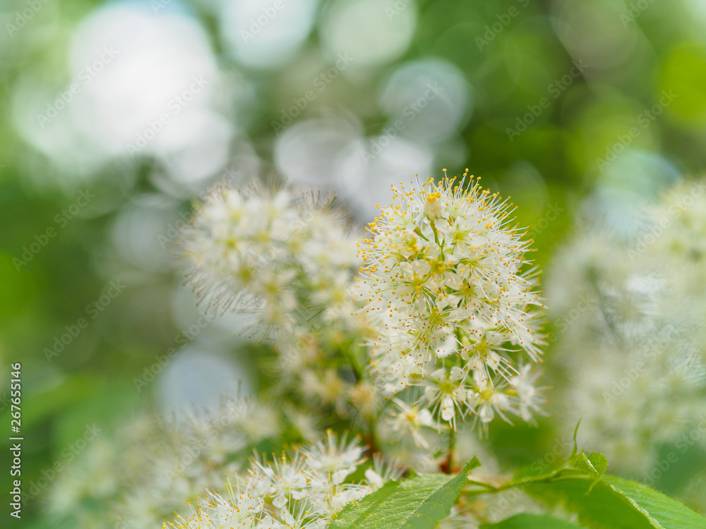 White flowers on the branches of bird cherry White flowers on the branches of bird cherry