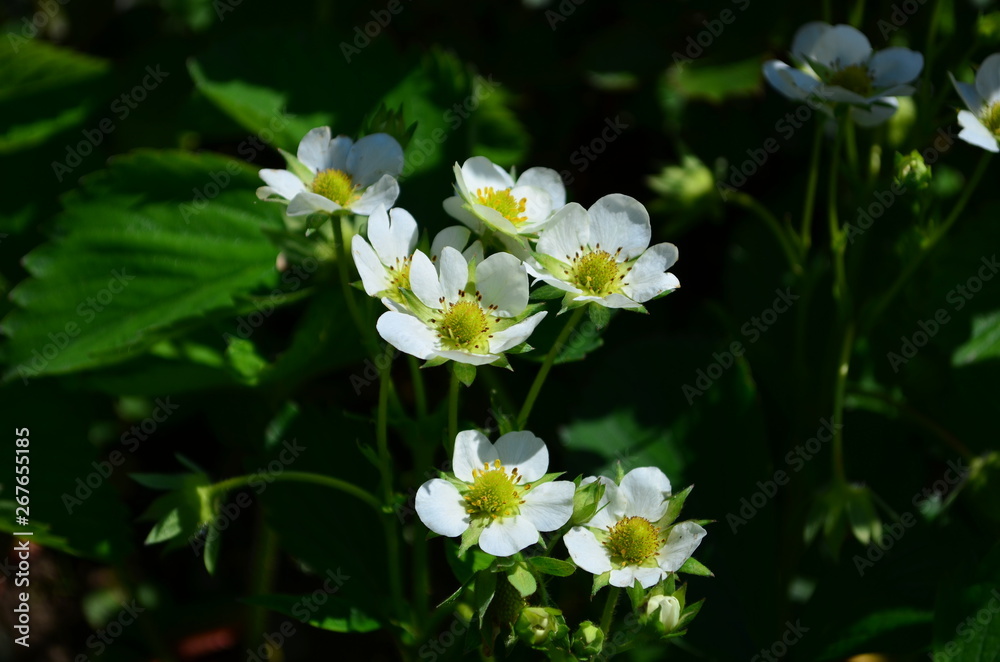 Beautiful white strawberry flowers in green leaves Beautiful white strawberry flowers in green leaves