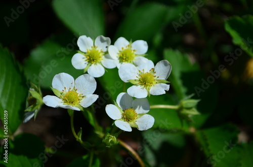 Beautiful white strawberry flowers in green leaves