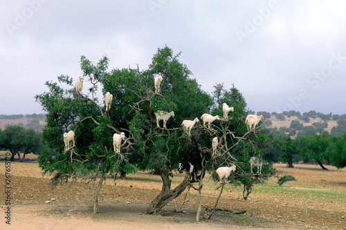 Morocco, Sidi Kaouki, goats climbing on argan tree photo