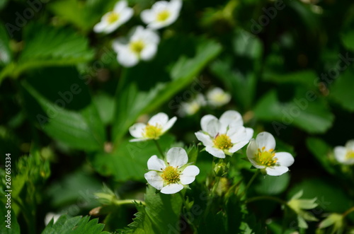 Beautiful white strawberry flowers in green leaves